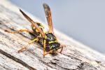 Polistes