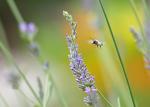 Andrena cineraria an Lavandula angustifolia