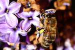 Biene mit Blüte