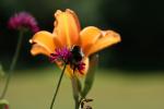 Eine Hummel