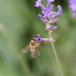 Fleissige Biene