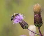 Distel - Biene