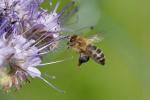 Fleissiges Bienchen