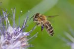 Fleissiges Bienchen