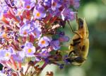 Bienen_Crop