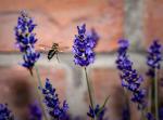 Biene im Flug von hinten