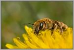 Bienchen4