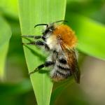 Bienchen am Morgen