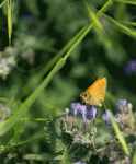 Mahlzeit, Schmetterling!