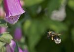 Hummel Anflug auf Rittersporn