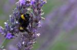 Hummel an Lavendel