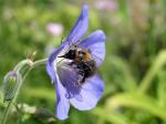 Hummel auf Storchschnabel