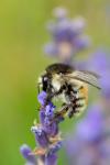 Wildbiene oder Hummel