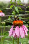 Bienen auf Blume