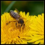 Pollenfänger