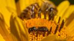 Größen Vergleich Honigbiene