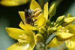 Schenkelbiene Weibchen Kopfstand