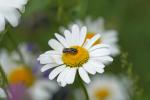 Wildbiene auf Gänseblümchen - ungeschärft - mit 100-400GM