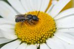 Wildbiene auf Gänseblümchen - ungeschärfter Ausschnitt - mit 100-400GM