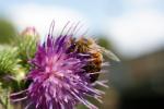 Distel mit Besucher