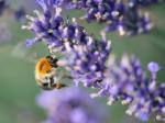 Hummel im Lavendel