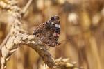 Red Admiral