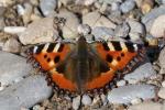 Kleiner Fuchs