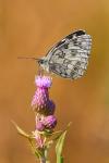 Schachbrett (Melanargia galathea) auf Acker-Kratzdistel (Cirsium arvense)