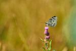 Schachbrett (Melanargia galathea) auf Acker-Kratzdistel (Cirsium arvense)