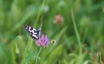 Schachbrett (Melanargia galathea)