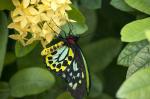 Schmetterling_3