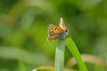 Kleiner Feuerfalter im Gras