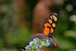 Heliconius hecale