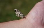 Schmetterling3