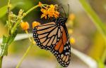 Ein Monarch (Danaus plexippus)auf La Palma/Kanarische Insel