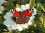 Tagpfauenauge auf Blüte