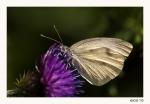 Schmetterling