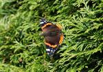 Schmetterling Admiral