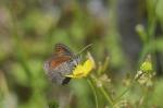 Erebia tyndarus