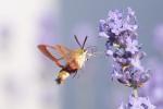 Schwärmer an Lavendel II