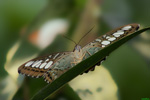 Abflug - Parthenos sylvia brown