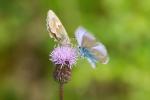 Meine Distel