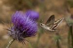 Distel Besucher