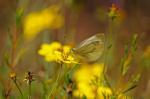 Schmetterling