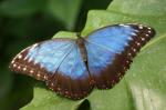 Schmetterling im Maxipark Hamm