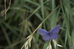 Schmetterling blau