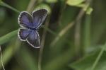 Schmetterling blau 2
