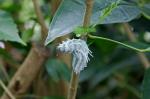 Schmetterling @ Mainau