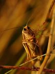 Nachtfalter (?) im Abendlicht