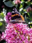 Schmetterling in Cornwall